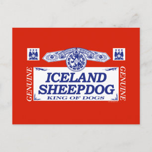 Iceland Sheepdog Postcard