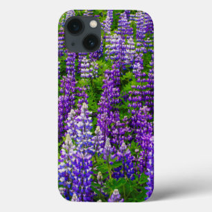 Iceland. Vik i Myrdal. Field of Lupines iPhone 13 Case