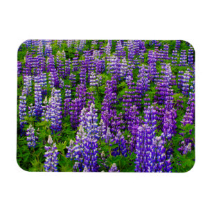 Iceland. Vik i Myrdal. Field of Lupines Magnet