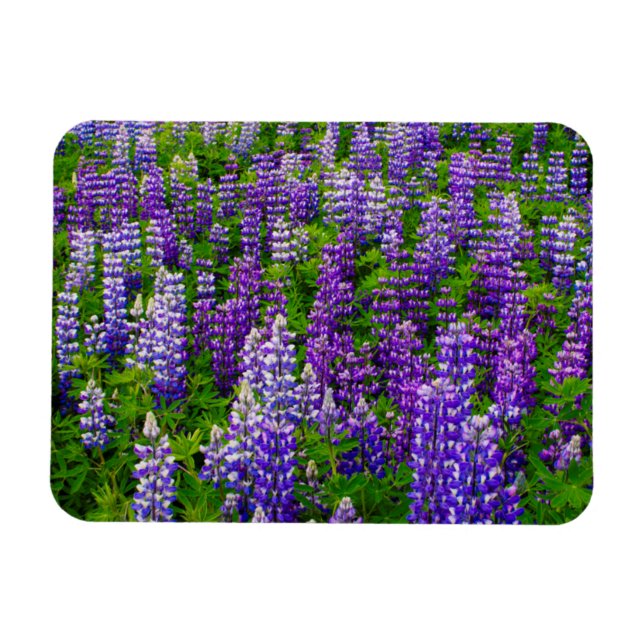 Iceland. Vik i Myrdal. Field of Lupines Magnet (Horizontal)