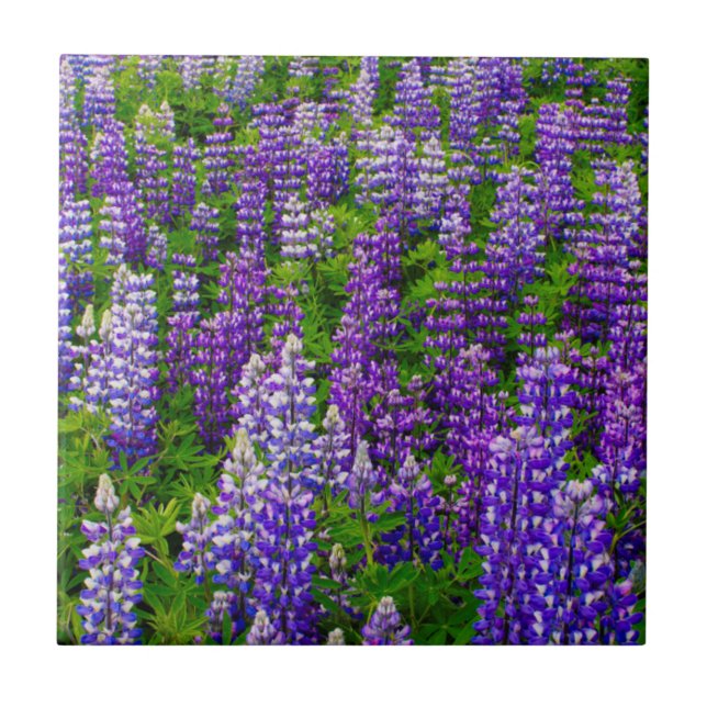 Iceland. Vik i Myrdal. Field of Lupines Tile (Front)