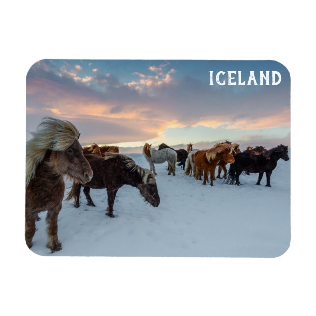 Iceland Wild Horses Travel Photo Magnet (Horizontal)