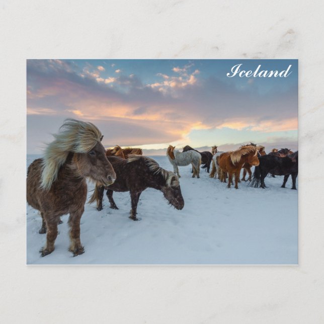 Iceland Wild Horses Travel Photo Postcard (Front)