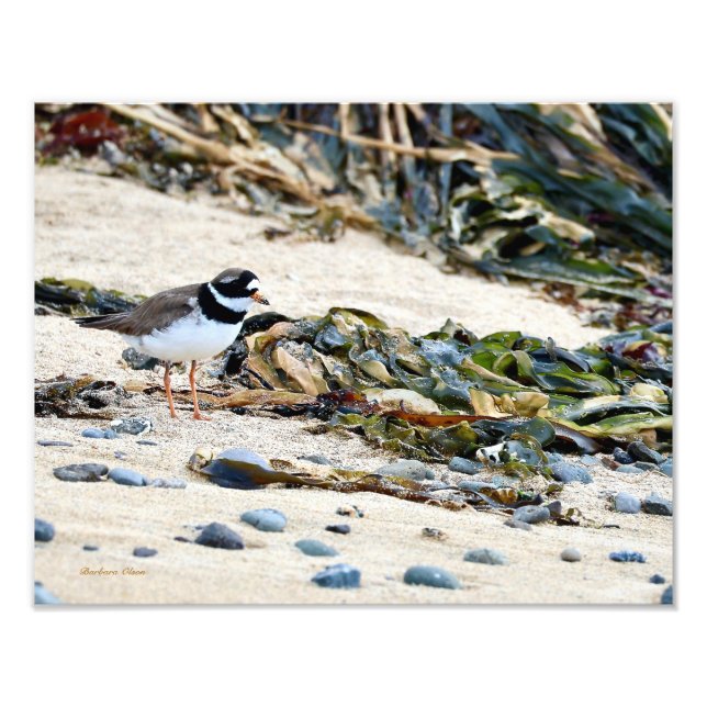 Icelandic bird: Plover Photo Print (Front)