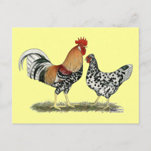 Icelandic Chickens Postcard