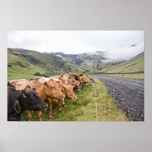 Icelandic Cows Poster