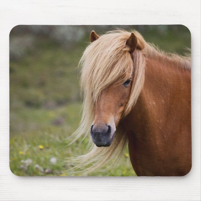Icelandic Foal Mouse Mat (Front)