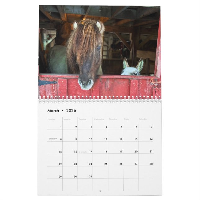 Icelandic Horse and Mini Donkey Calendar (Mar 2026)