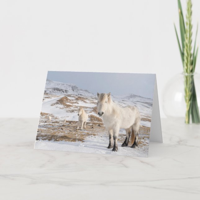 Icelandic Horse | Blonduos, Iceland Card (Front)