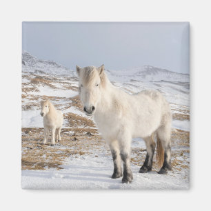 Icelandic Horse   Blonduos, Iceland Magnet
