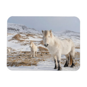 Icelandic Horse   Blonduos, Iceland Magnet
