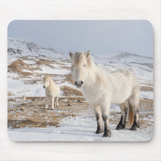 Icelandic Horse | Blonduos, Iceland Mouse Mat (Front)