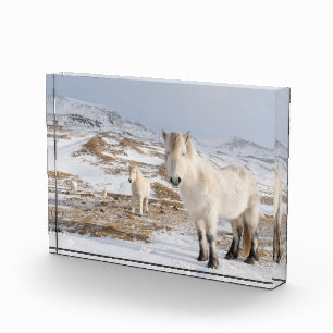 Icelandic Horse   Blonduos, Iceland Photo Block