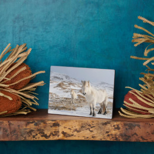 Icelandic Horse   Blonduos, Iceland Plaque