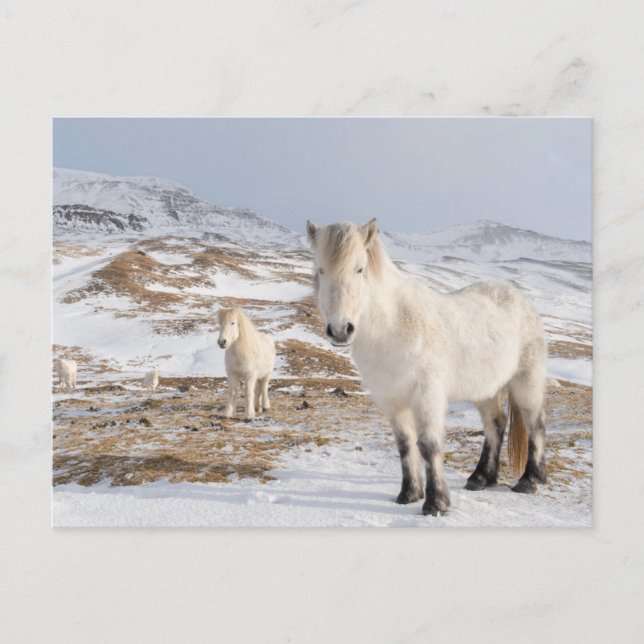 Icelandic Horse | Blonduos, Iceland Postcard (Front)