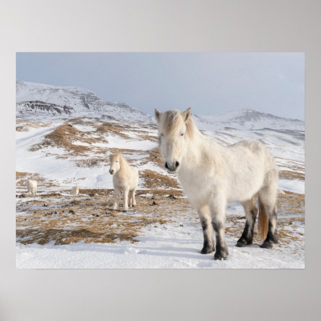 Icelandic Horse | Blonduos, Iceland Poster (Front)