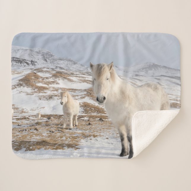 Icelandic Horse | Blonduos, Iceland Sherpa Blanket (Front (Horizontal))