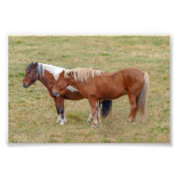 Icelandic Horse Duo, Iceland Pasture