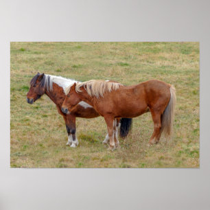 Icelandic Horse Duo, Iceland Pasture Poster