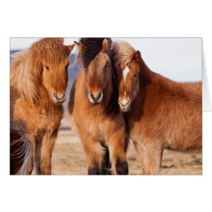 Icelandic Horse during winter