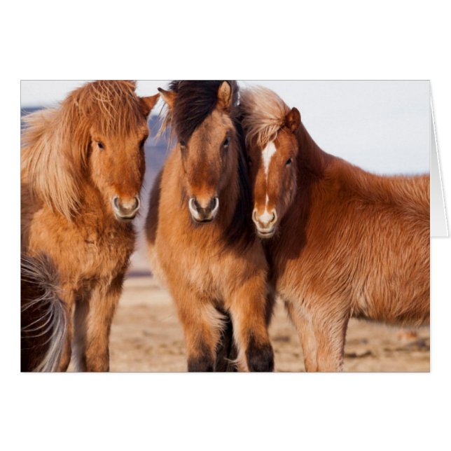 Icelandic Horse during winter (Front Horizontal)