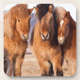 Icelandic Horse during winter Coaster