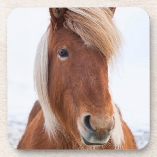 Icelandic Horse during winter Coaster