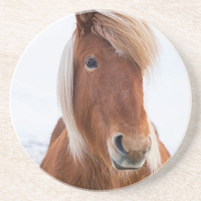 Icelandic Horse during winter Coaster (Front)
