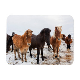 Icelandic Horse During Winter Iceland Magnet