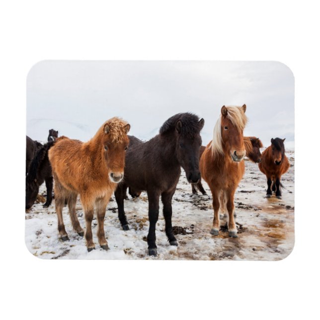 Icelandic Horse During Winter Iceland Magnet (Horizontal)