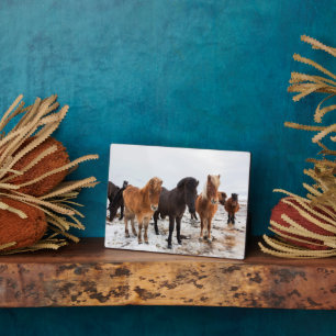 Icelandic Horse During Winter Iceland Plaque