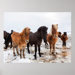 Icelandic Horse During Winter Iceland Poster