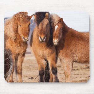Icelandic Horse during winter Mouse Mat
