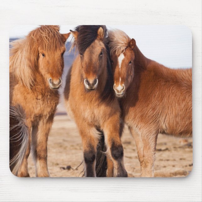 Icelandic Horse during winter Mouse Mat (Front)