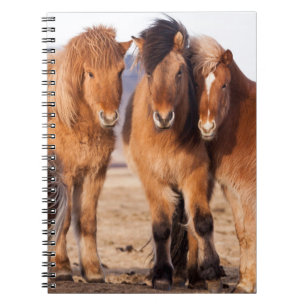 Icelandic Horse during winter Notebook