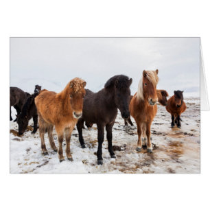 Icelandic Horse during winter on Iceland