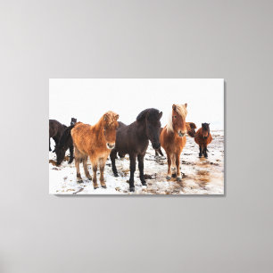 Icelandic Horse during winter on Iceland Canvas Print