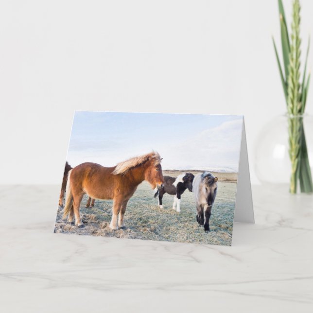 Icelandic Horse During Winter on Iceland Card (Front)