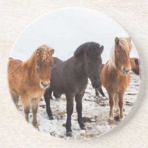 Icelandic Horse during winter on Iceland Coaster