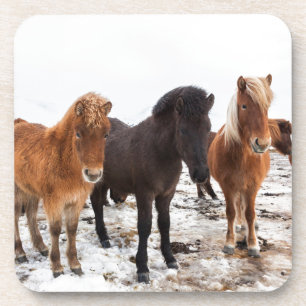 Icelandic Horse during winter on Iceland Coaster