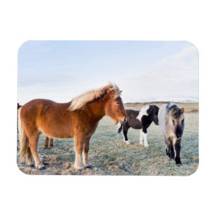 Icelandic Horse During Winter on Iceland Magnet