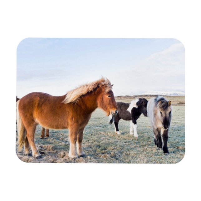 Icelandic Horse During Winter on Iceland Magnet (Horizontal)