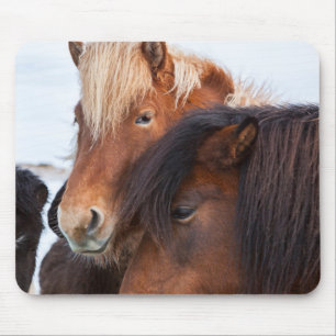 Icelandic Horse during winter on Iceland Mouse Mat