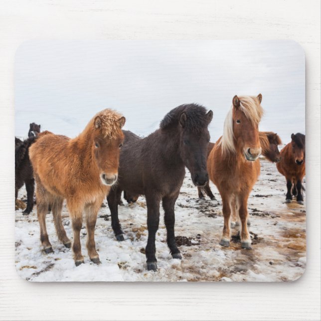 Icelandic Horse during winter on Iceland Mouse Mat (Front)