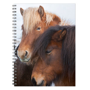 Icelandic Horse during winter on Iceland Notebook