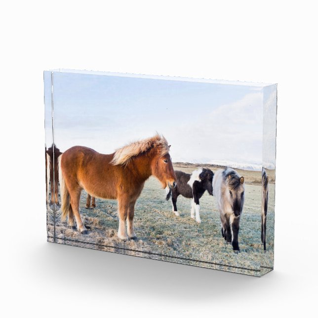 Icelandic Horse During Winter on Iceland Photo Block (Right)