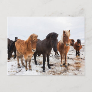 Icelandic Horse during winter on Iceland Postcard