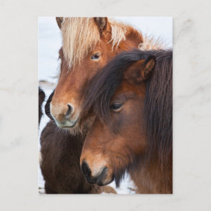 Icelandic Horse during winter on Iceland Postcard