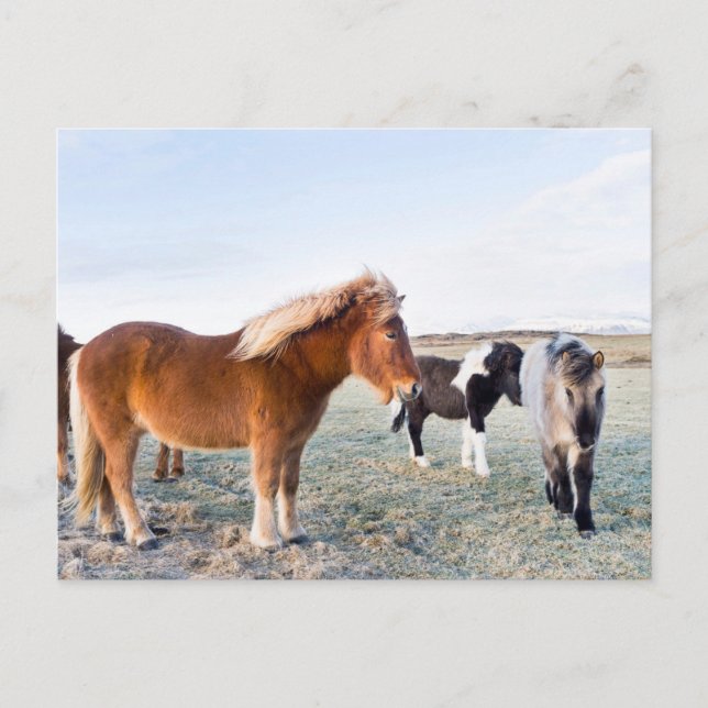 Icelandic Horse During Winter on Iceland Postcard (Front)