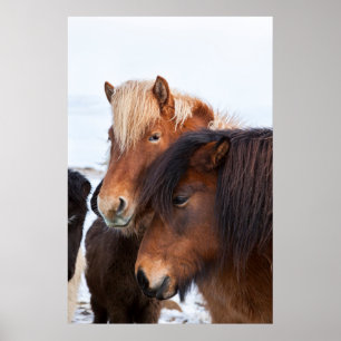 Icelandic Horse during winter on Iceland Poster